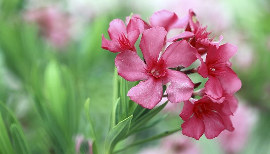 Care for your oleander in the winter so it will grow again in the spring.