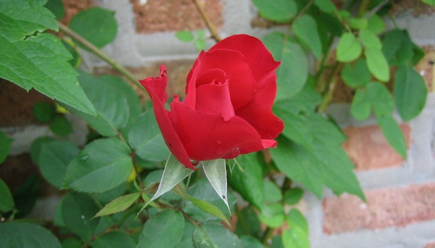 Train a rose plant to climb for a stunning and colourful display.