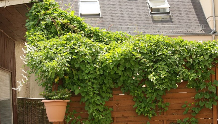 Russian vine needs regular pruning, otherwise it will overgrow quickly.
