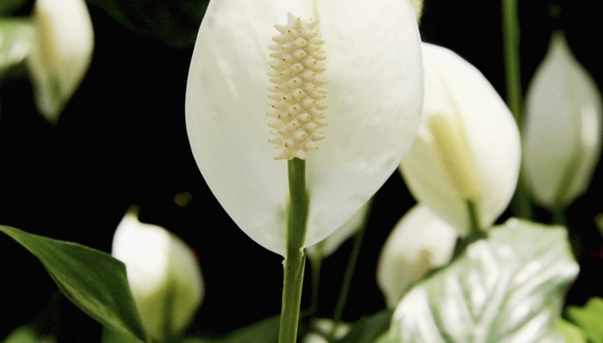 The peace lily can grow and bloom in low light conditions.
