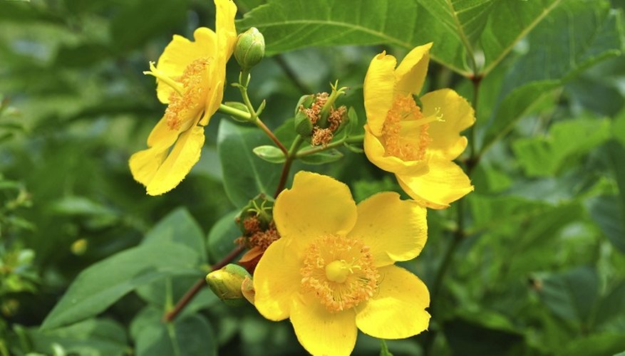 Hypericum shrubs respond to pruning with the gift of flowers.
