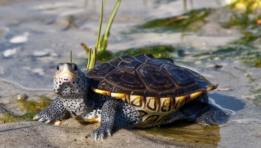 The sexual maturity of some terrapins is determined by size and not age.