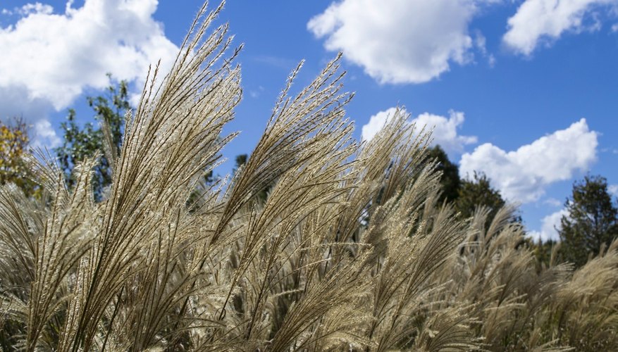 Pampas grass is an invasive weed with sharp leaves and high pollen.