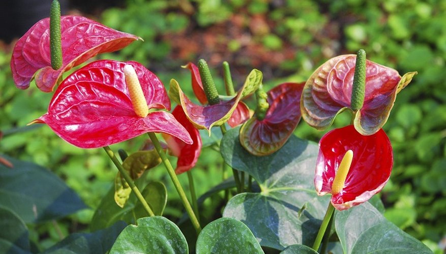 Anthurium is an easy-going houseplant.
