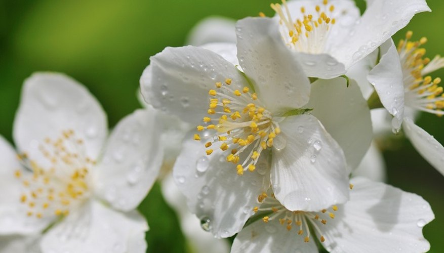 Healthy mock orange plants produce delicate white flowers with a citrus-like scent.