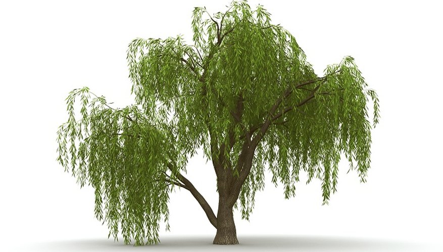 Enjoy the elegance of the weeping willow in miniature form.