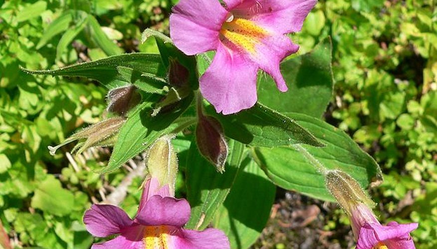 The Mimulus lewisii is one of many types of Mimulus plant.