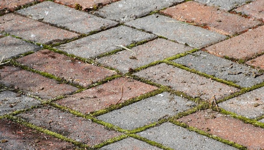 Clean moss and accumulated dirt and grime from brick pavers.