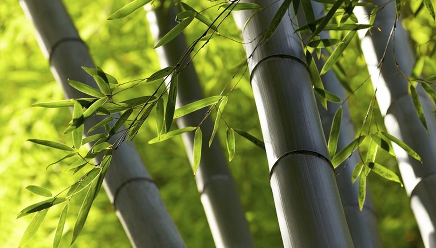 Bamboo canes are sturdy and completely water resistant.