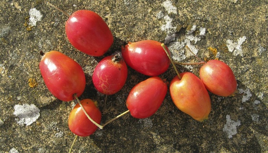 Rosy red crab apples are ripe and ready for picking.