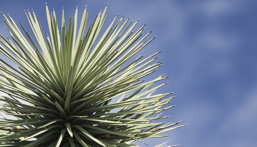 Give your garden an exotic look with a yucca plant.