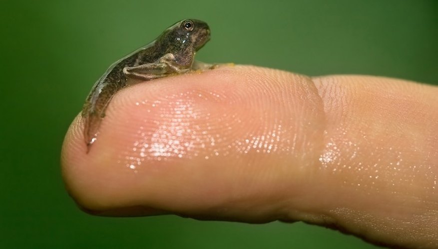 The tadpole's legs start to form as it gradually changes into a baby frog.