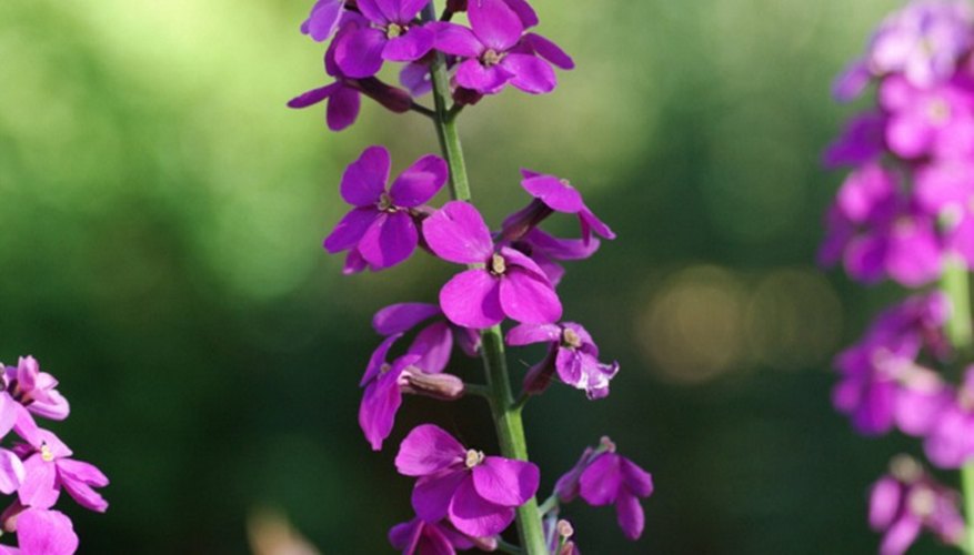 Purple wallflowers make a classic country cottage garden plant.