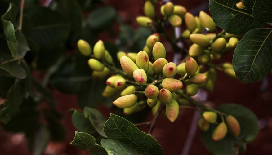 Farmers have cultivated pistachios for more than 9,000 years.