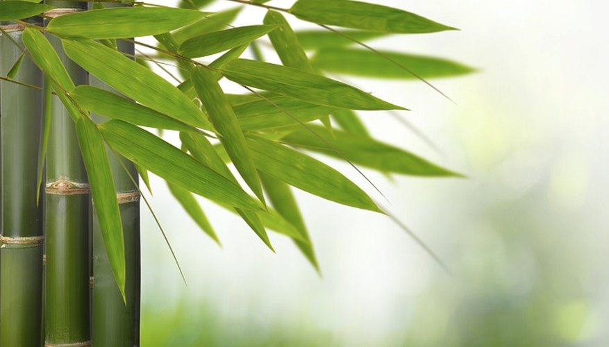 Nurture your bamboo plant back to robust good health.