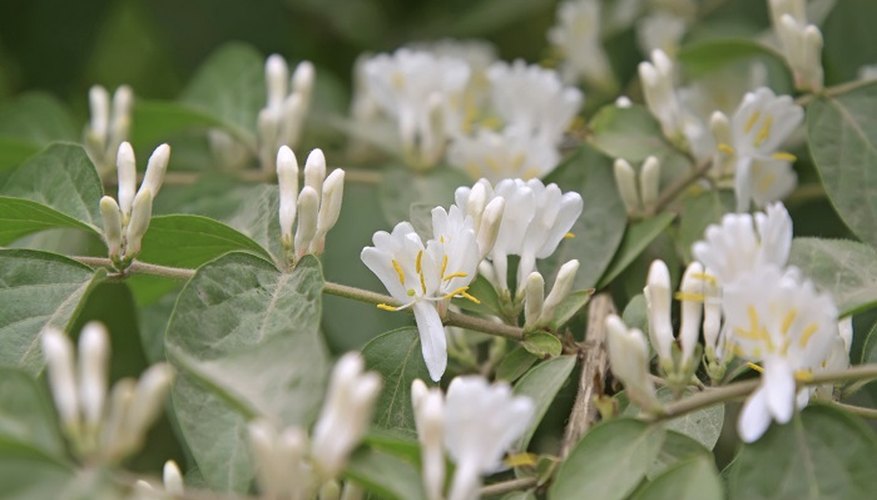 Honeysuckle is susceptible to disease and insect pests.