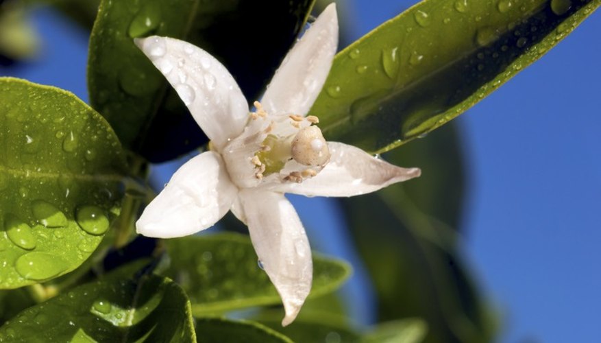 Orange trees may trigger allergic reactions in some people.