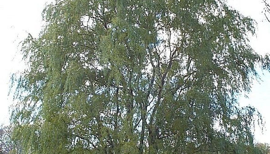The curly willow is also called the Peking willow.