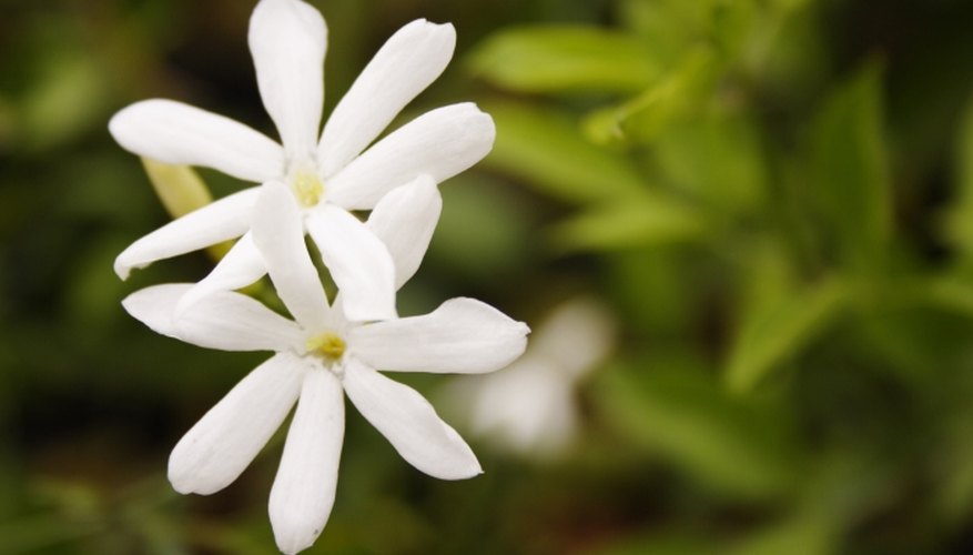 Night-blooming jasmine grows best in warm climates.
