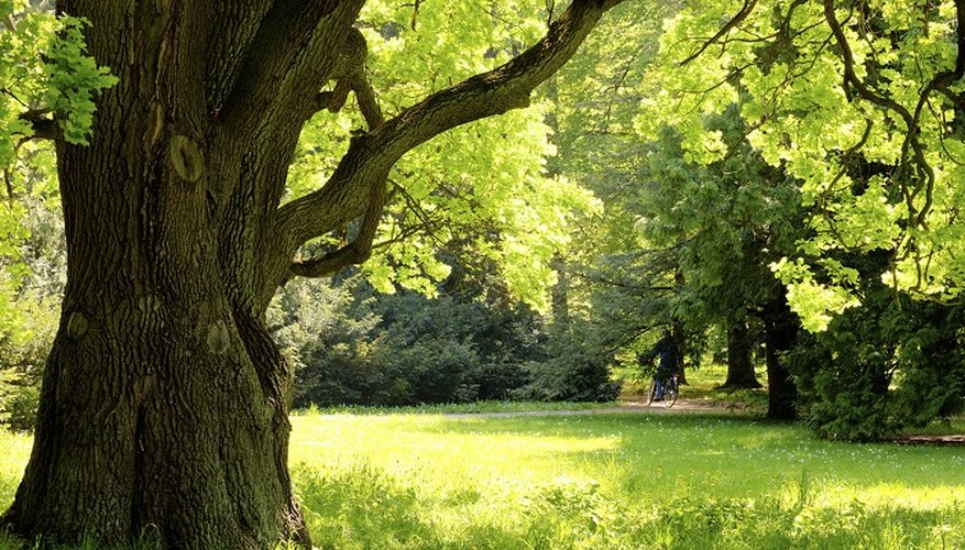 Oak trees are used for their shade and their wood.