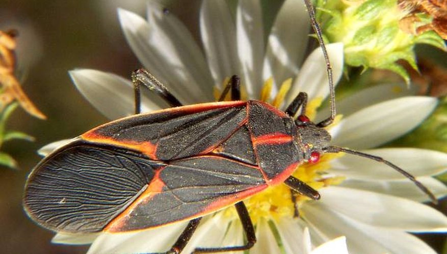 Mature boxelder bugs are only 1.2 cm (1/2 inch) in length.