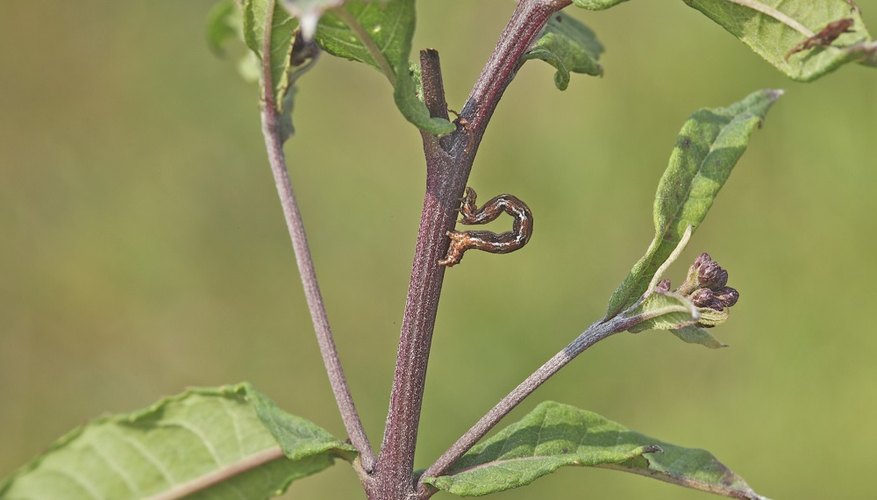 You can find stick caterpillars in the branches of trees, among other places.