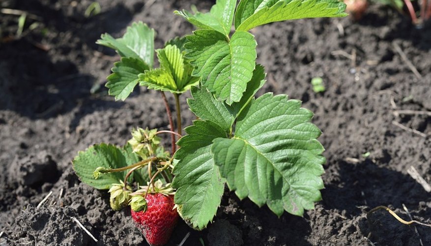 Garden-fresh strawberries look delicious until you find out something's been putting stress on the foliage.