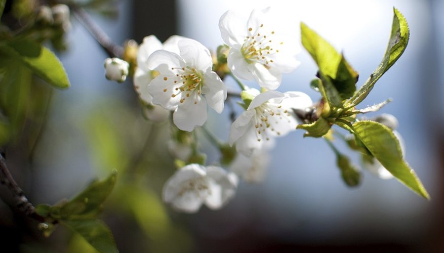 Proper pruning will keep your cherry tree in robust good health.