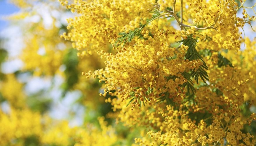 Acacia dealbata mimosa produces clusters of vivid yellow flowers.