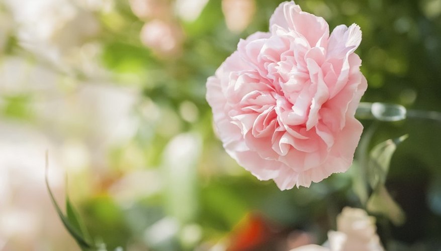 Occasional pruning will keep your carnations looking perky.