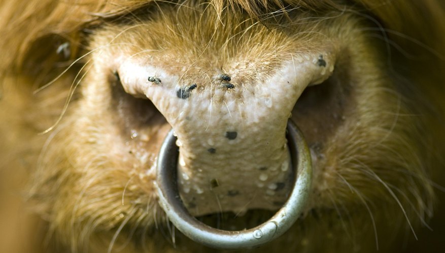 Bulls with rings in clearance their nose