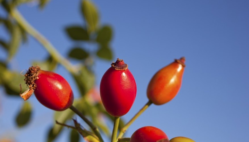 A pair of ripe rose hips still on the stem.