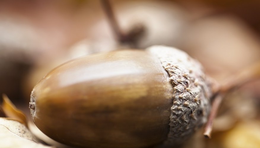 Oak trees grow from small acorns.