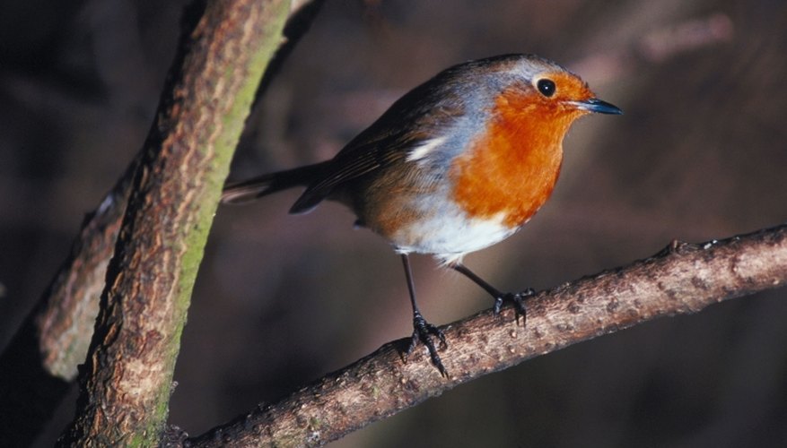 The European Robin is one of the most recognisable birds.