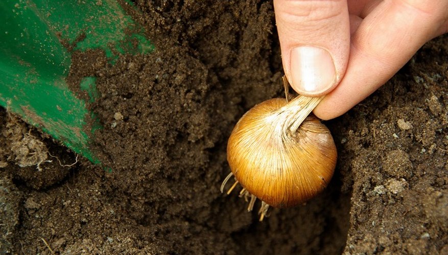 Use grow bags to cultivate your own onion crop.