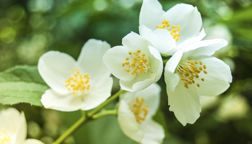 Jasmine produces fragrant, white blossoms.