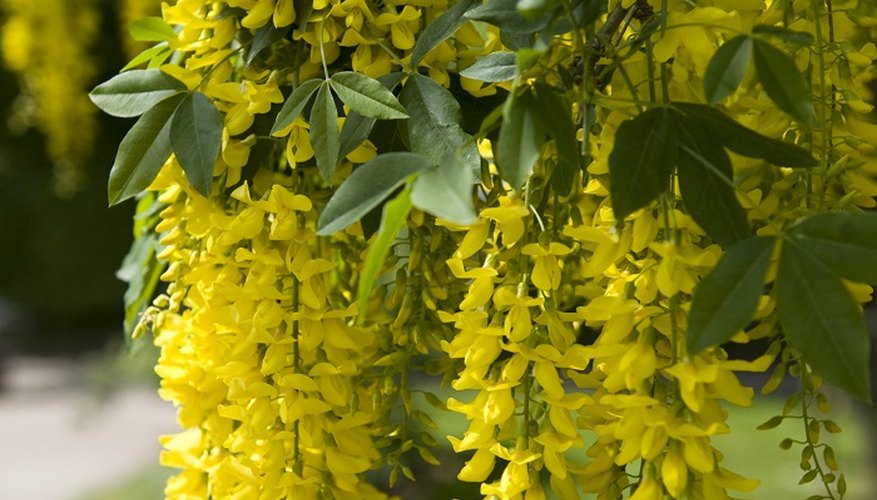 Keep your laburnum in tip-top condition with regular pruning.