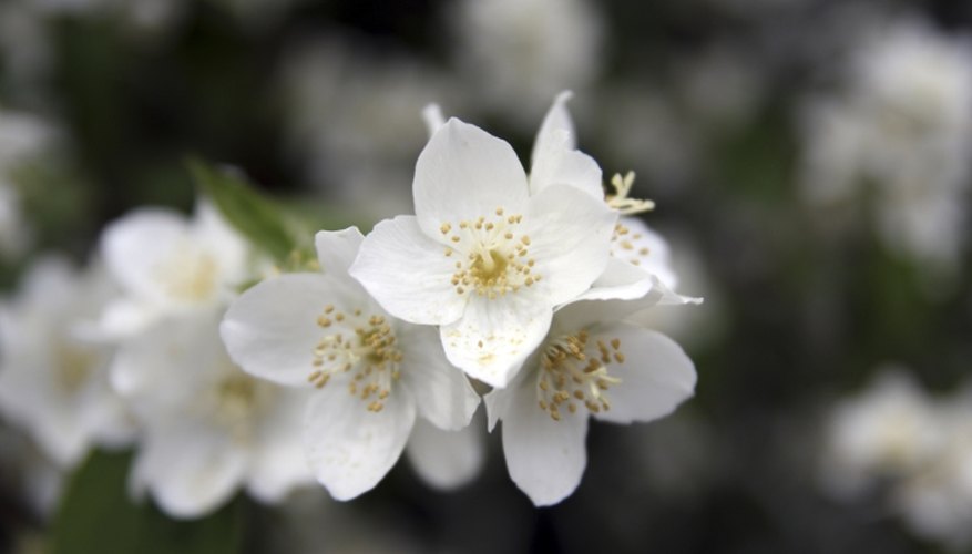 Jasmine flowers have a heady floral aroma.