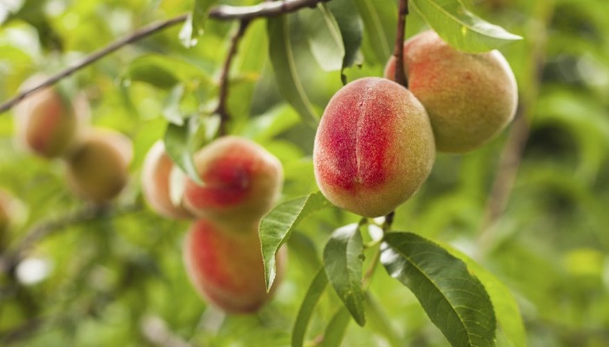 Peach trees grow up to 4.6 metres (15 feet) tall.