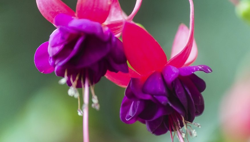 Fuchsias bear their hanging blooms from spring to autumn.