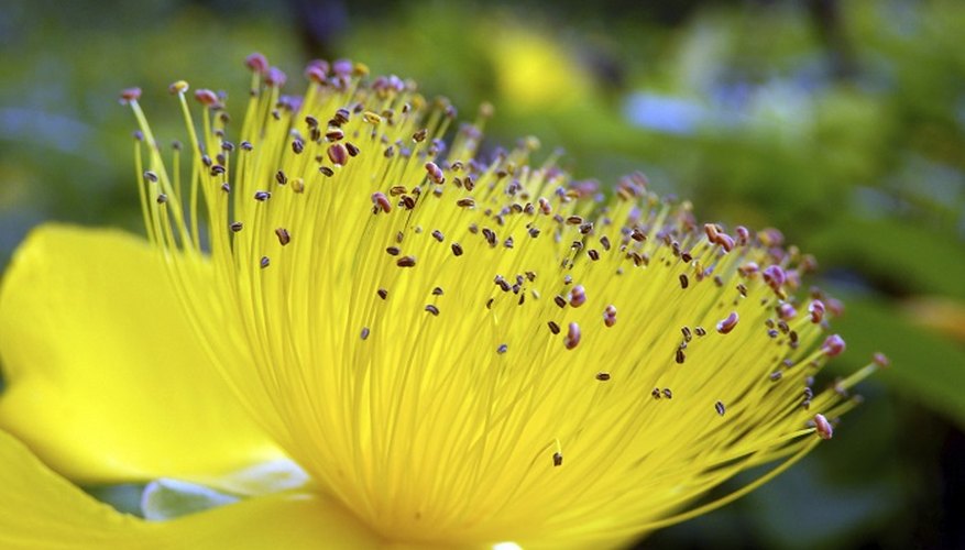Some hypericum varieties produce distinctive yellow blooms.