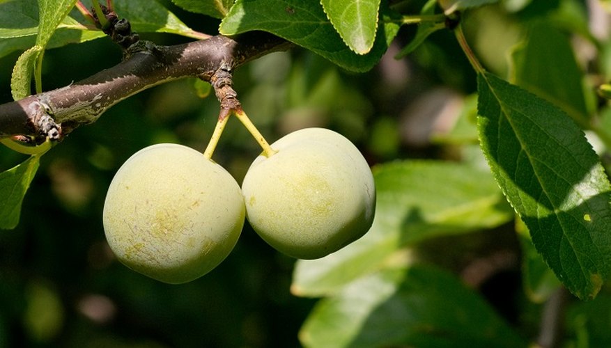 Regular pruning keeps your greengage tree health.