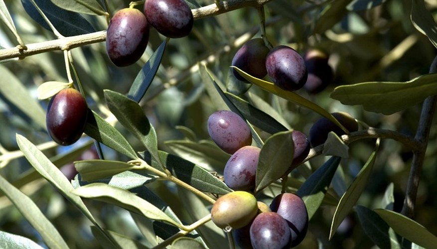 Olive trees are a strong and ancient plant native to the Mediterranean, Asia and Africa.