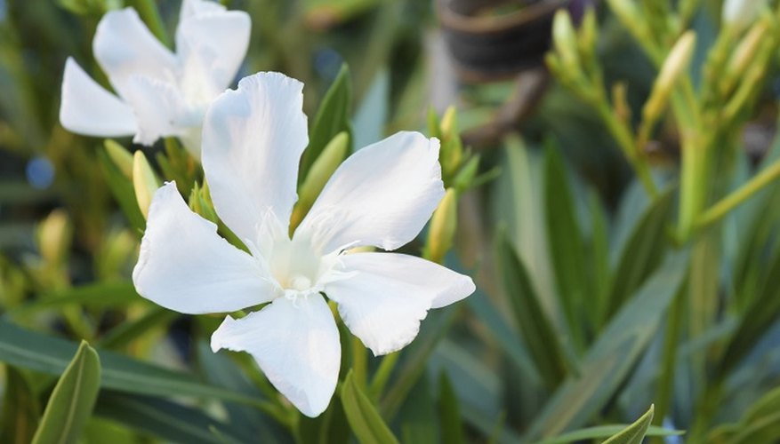 Restore your oleander to its natural beauty.