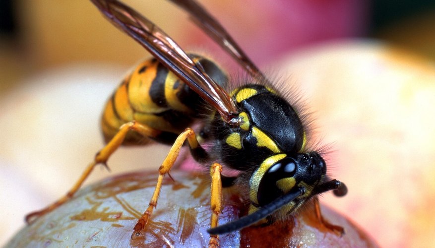 Despite their ability to sting, wasps can still be targeted by some animals.