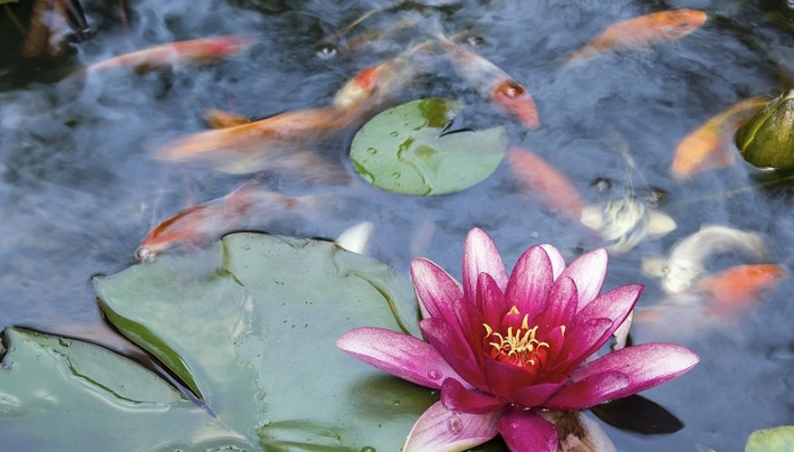 Avoid overfeeding fish to keep pond water clean.