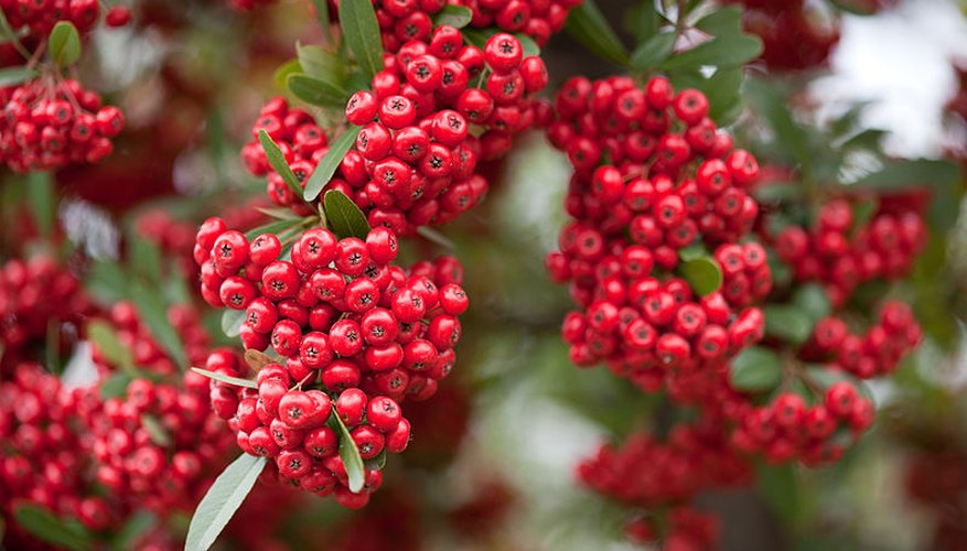 Pyracantha's common name is 