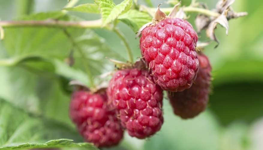 Raspberry bushes are vulnerable to a range of diseases and parasites.
