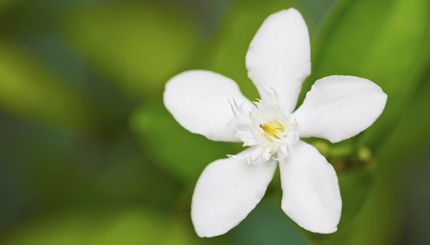 Sweetly scented white flower clusters make up the stephanotis plant.