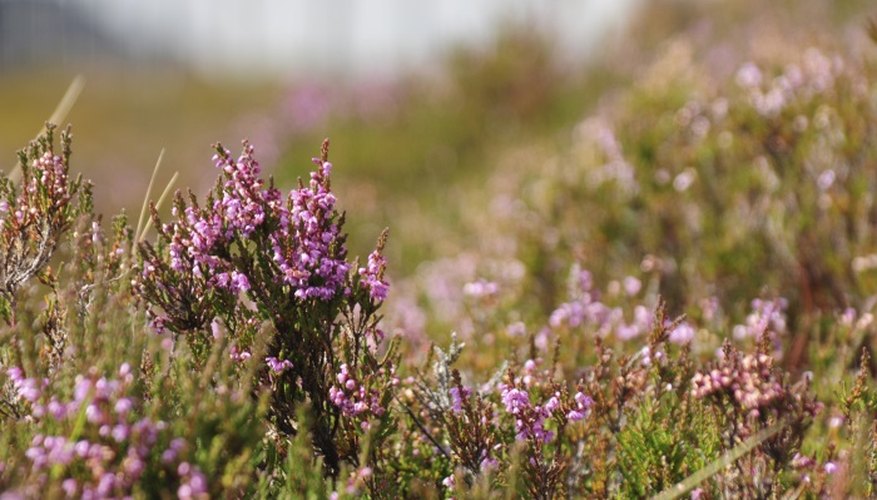 Wild heathers are managed by burning, grazing and mowing.